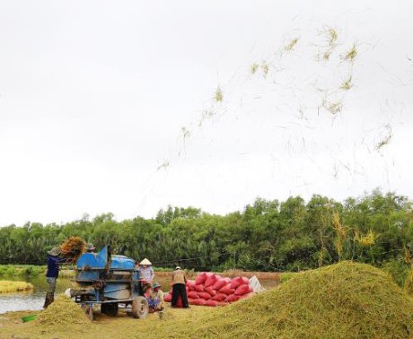 Kota Can Tho bekerjasama dengan badan-badan usaha Australia memperkuat kemampuan ekspor beras