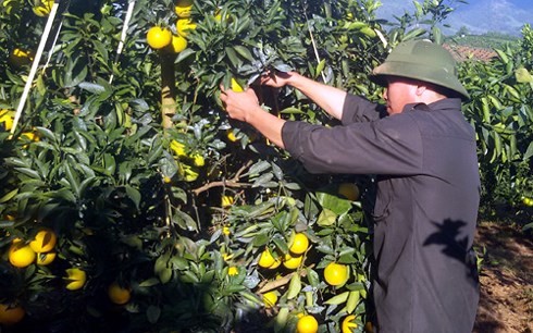 Kaum tani Kabupaten Cao Phong, Propinsi Hoa Binh, memperkaya diri dari pohon jeruk