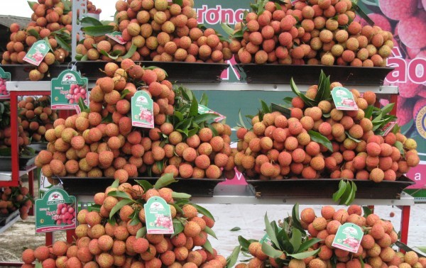 Memperkenalkan buah leci yang segar di Vietnam