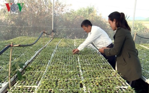 Desa Ba Na pertama di Provinsi Gia Lai  melakukan pertanian teknologi tinggi