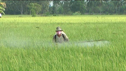Deputy PM Hoang Trung Hai inspects crop in Nam Dinh