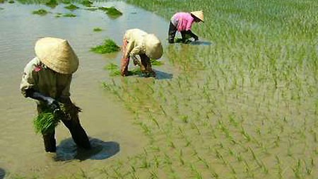 Wet rice cultivation of the Viet people 
