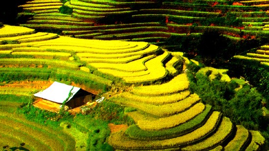 Terraced field farming culture in northern Vietnam 