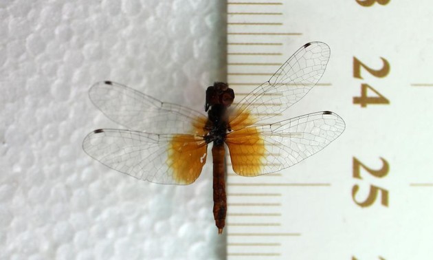 China discovers world's smallest dragonfly