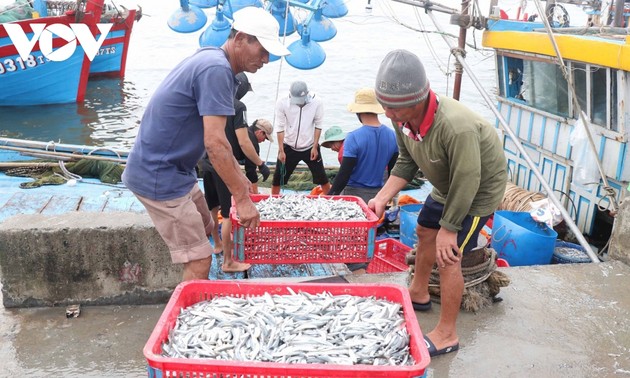 Quang Tri fishermen enjoy bumper catch of anchovy