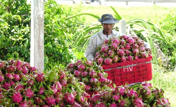 Binh Thuan dragon fruit obtains protection certificate in Japan