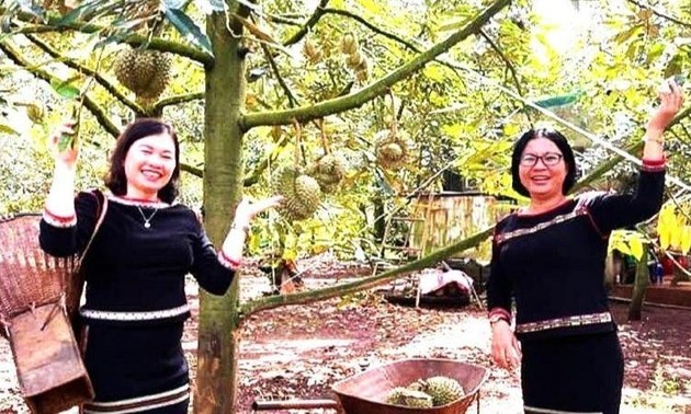 First Krong Pac district durian festival to open in early September 