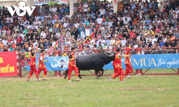 16 buffaloes fight for championship title as Do Son festival comes back