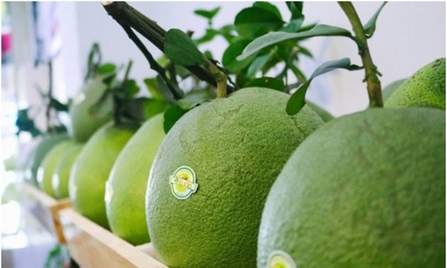 Vietnam exports first batch of pomelos to US
