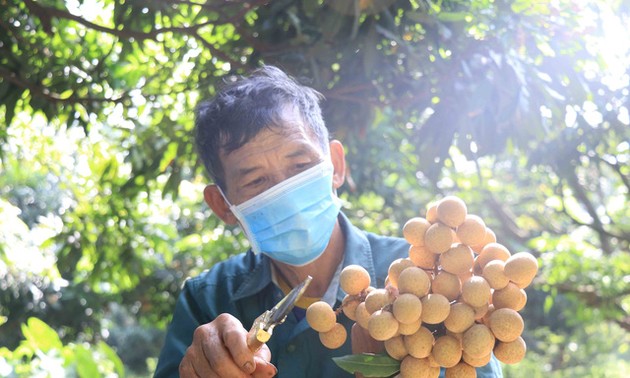 First batch of longan exported to Japan