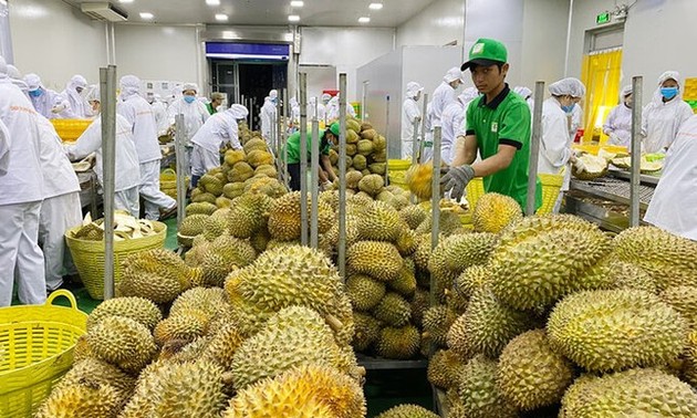 Outlook for Vietnamese fruit exports
