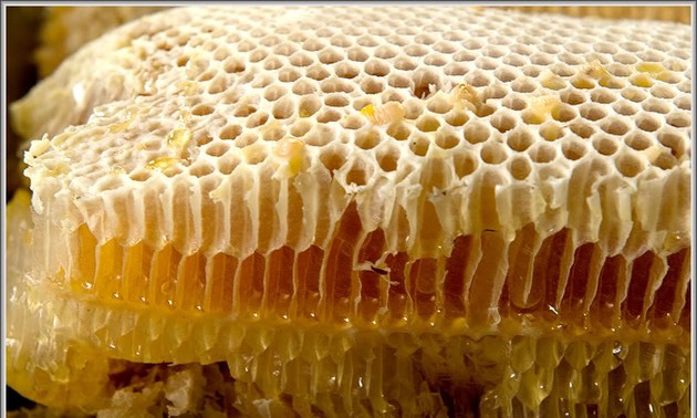 养蜂致富和适应气候变化