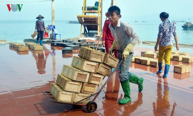 广宁姑苏的海蜇捕捞业