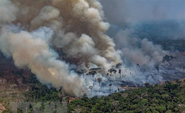 南美七国签署亚马孙雨林保护协议