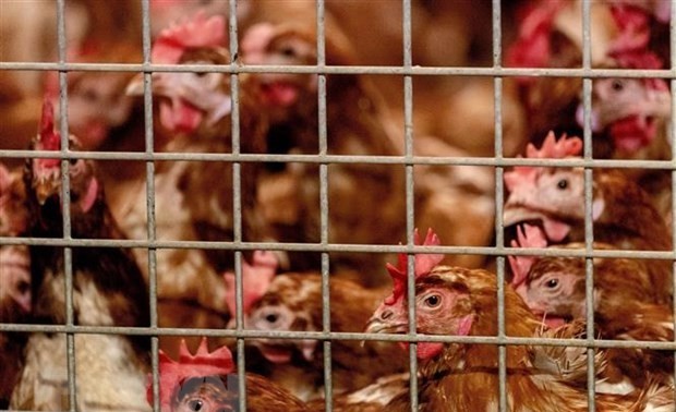 世界卫生组织称H5N8型禽流感病毒可传播给人