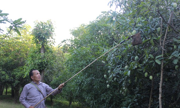 США планируют разрешить импорт вьетнамских свежих манго и звёздчатых яблок 