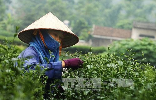 Вьетнамский чай имеет хорошую возможность для создания своего бренда в США