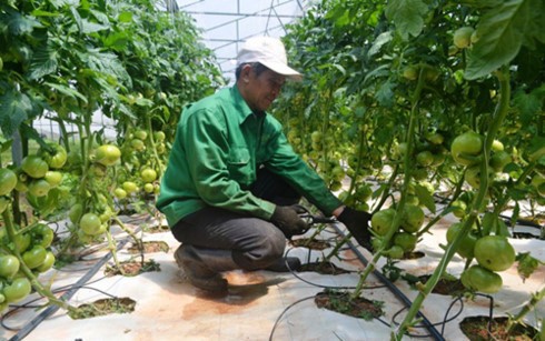 Ламдонг выделил 45 млрд донгов на создание цепочки устойчивого производства сельхозпродукции