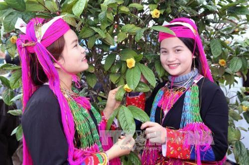 Фестиваль золотистой камелии в уезде Баче: популяризация редкого лекарственного растения