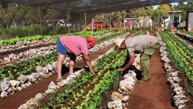 Куба призвала США воспользоваться потенциалом сотрудничества в области сельского хозяйства между двумя странами