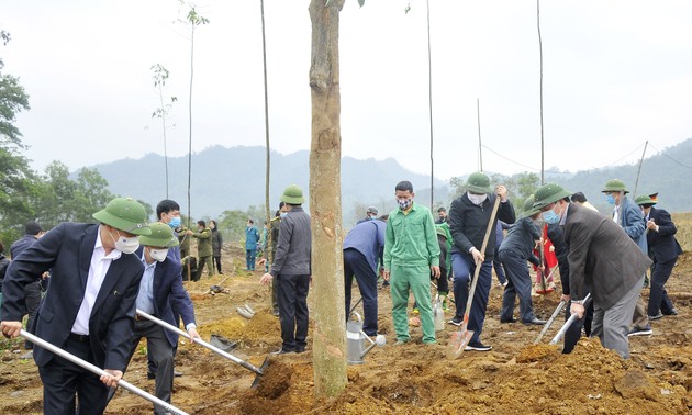 Во многих провинциях Вьетнама развернута кампания по посадке деревьев по случаю лунного нового года