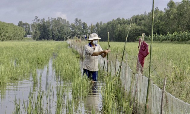 В провинции Хаузянг выращивают рыб на рисовых полях во время паводка