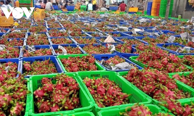 Взаимодействие в выращивании экологически чистой питахайи изменяет производственное мышление садоводов в Тиензянге
