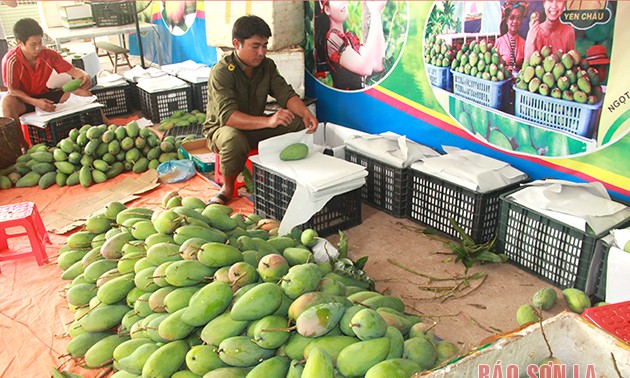 В уезде Йентяу провинции Шонла выращивают органические фрукты