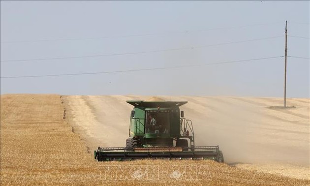 Украина планирует экспортировать зерно через три порта  