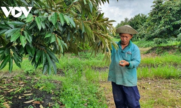 Провинция Лонган экспортирует дуриан в рамках официальных квот
