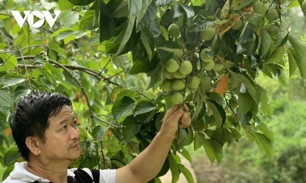 Желание фермера народности Тай развивать лесосадовое хозяйство в приграничных районах 