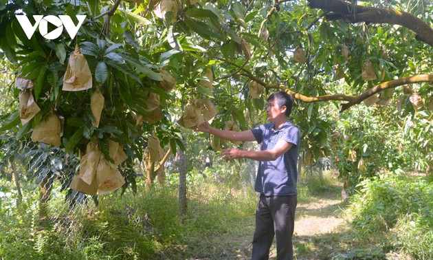 Повышение статуса и бренда манго провинции Донгтхап на рынке