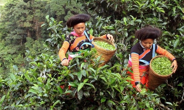 Чай Шаньтует – Тасуа – Знаковый продукт провинции Шонла