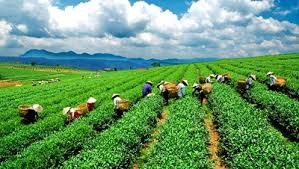 Tea farmers celebrate their trade at spring festival