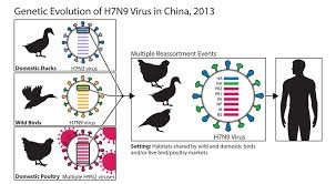New human H7N9 case in China