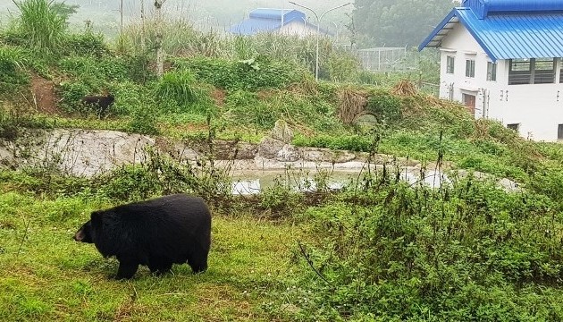 Ninh Binh sanctuary saves bears from bile farming 