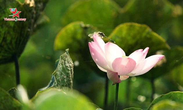 Lotus flowers dazzle visitors in summer