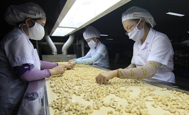 Vietnam targets 4 billion USD from cashew exports in 2020