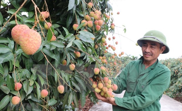 Hai Duong province expands lychee growing zones