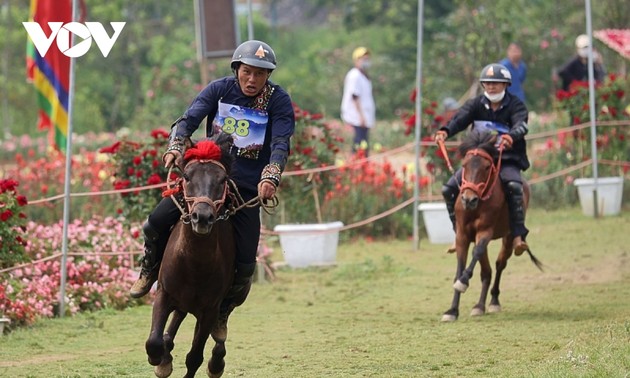 Hấp dẫn giải đua “Vó ngựa trên mây” giữa thung lũng hoa hồng lớn nhất Việt Nam