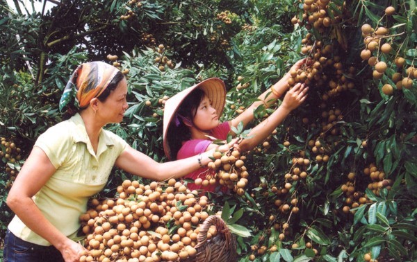 Vietnamese longan to enter the US market later this year