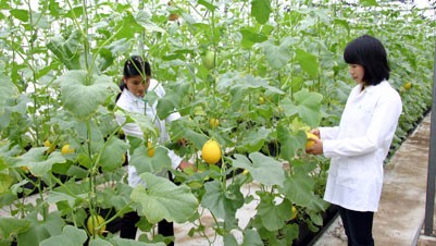 WB to provide 315 million USD for Vietnam’s agriculture, education