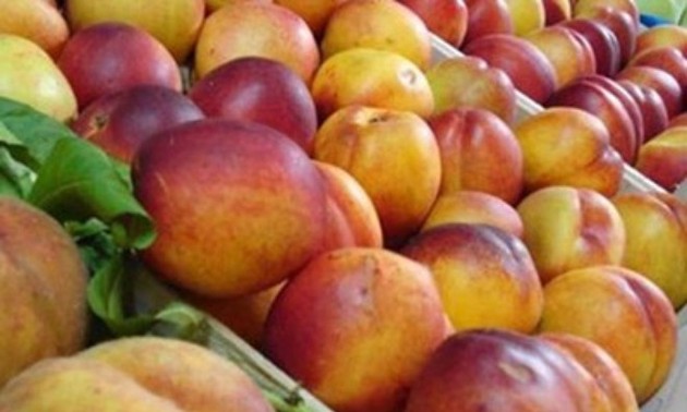 Polish apples to be exported to Vietnam