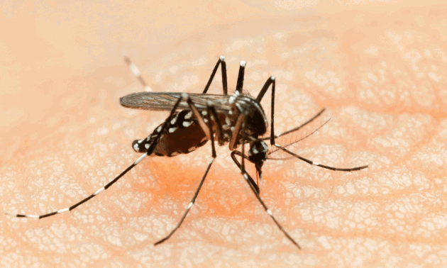 WHO warns of spreading of Zika virus in America
