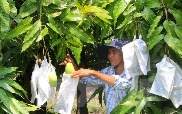 Australia opens door to fresh Vietnamese mango