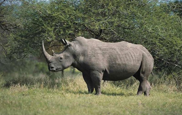 CITES member countries join hands for wildlife protection