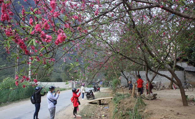 Dong Van stone plateau hosts peach blossom festival 