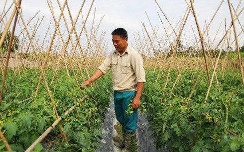 Ethnic youngster successful with safe vegetable growing