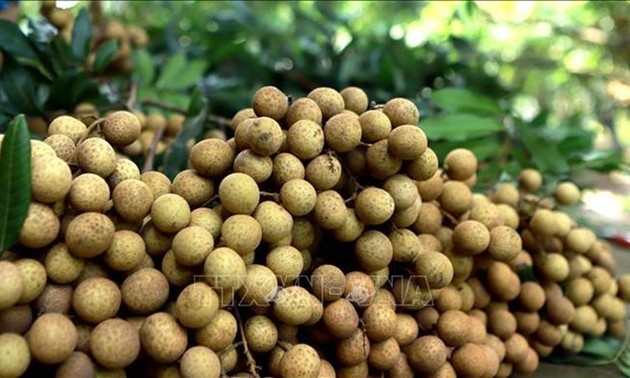 Vietnam steps up efforts to bring longan to Australian market
