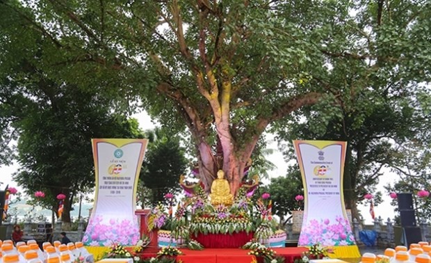 Ceremony marks 60th anniversary of Indian Bodhi tree given to Vietnam